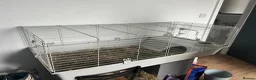 Guinea Pig rodents for sale: 2x Female Guinea Pigs in Leyland - Advert 4