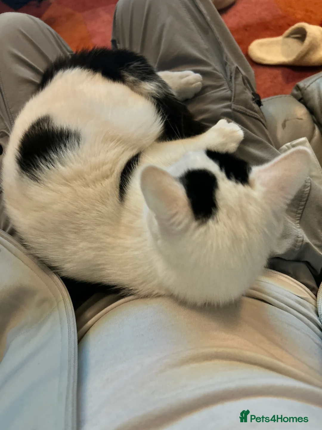 Domestic Shorthair cats for sale: Domestic shorthair ? Female  - Advert 3