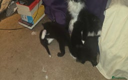 British Shorthair cats for sale: 2 tuxedo and 2 all black kittens for sale  - Image 12