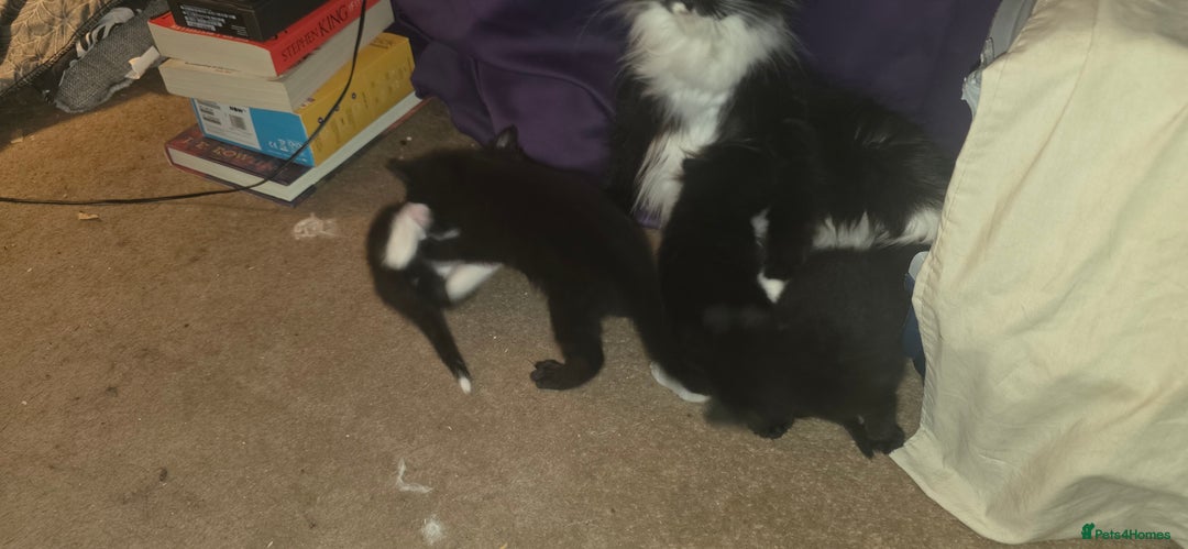 British Shorthair cats for sale: 2 tuxedo and 2 all black kittens for sale  - Image 12