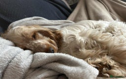 Cocker Spaniel dogs for sale: Beautiful Orange Roan Show Cocker Spaniel 10 Month - Advert 2