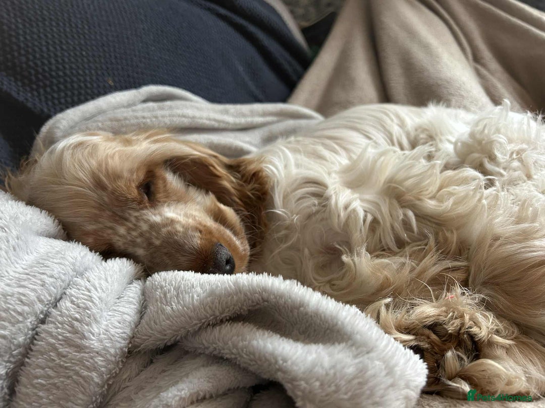 Cocker Spaniel dogs for sale: Beautiful Orange Roan Show Cocker Spaniel 10 Month - Advert 2