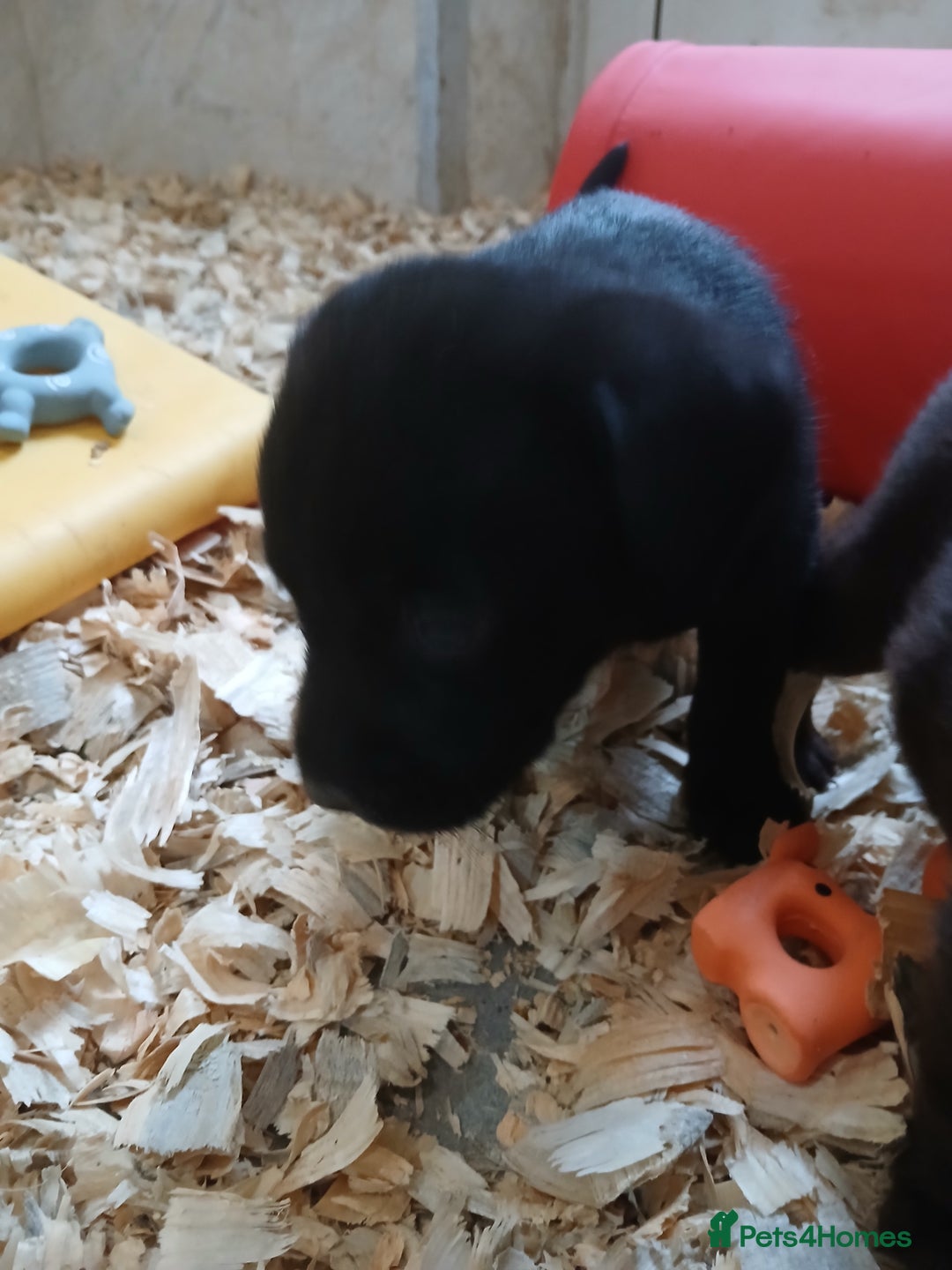 Labrador Retriever dogs for sale: **HEALTH TESTED LABRADOR PUPPIES** - Image 6
