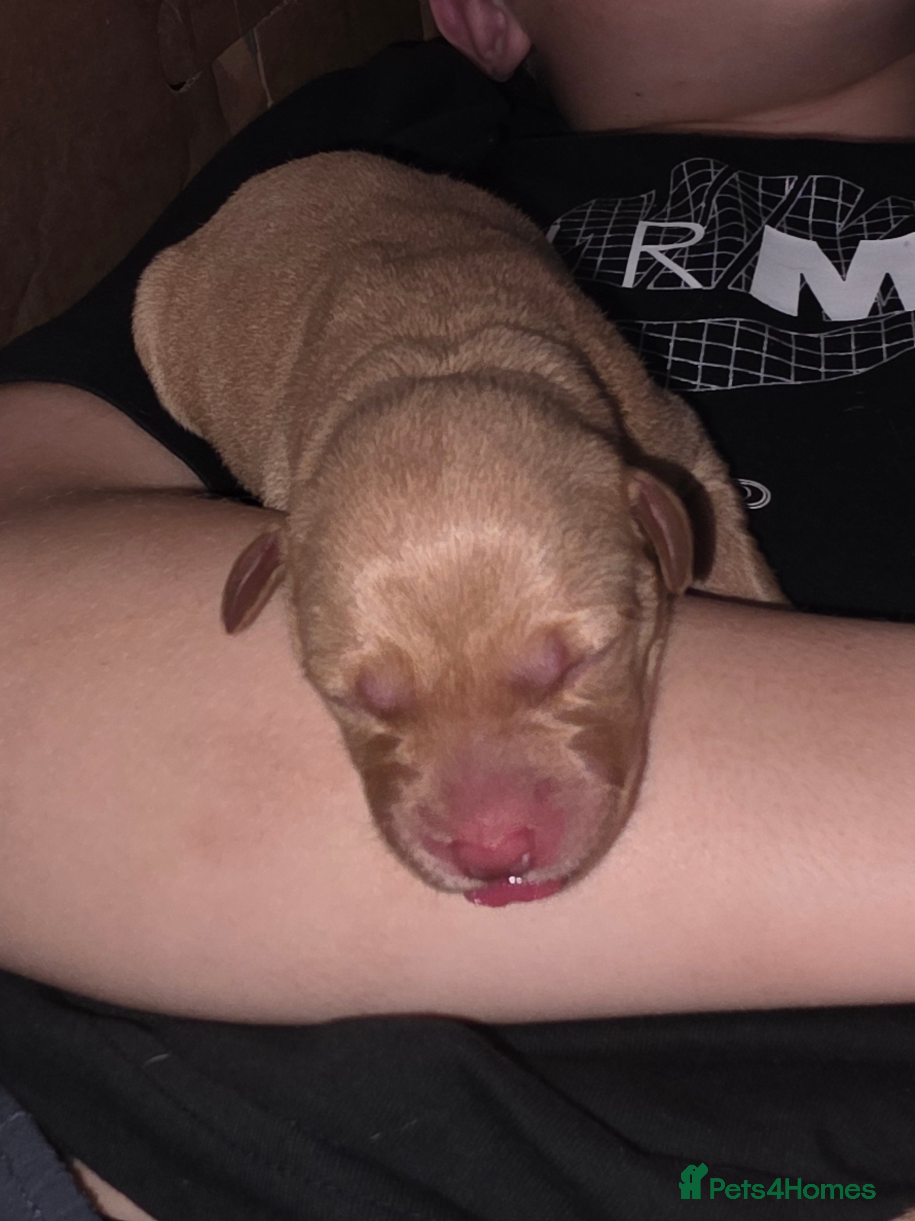 Labrador Retriever dogs for sale: 7 perfect plump little Red Labrador puppies - Advert 22