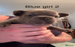 French Bulldog dogs for sale: 4 beautiful blue French bulldogs  - Image 12