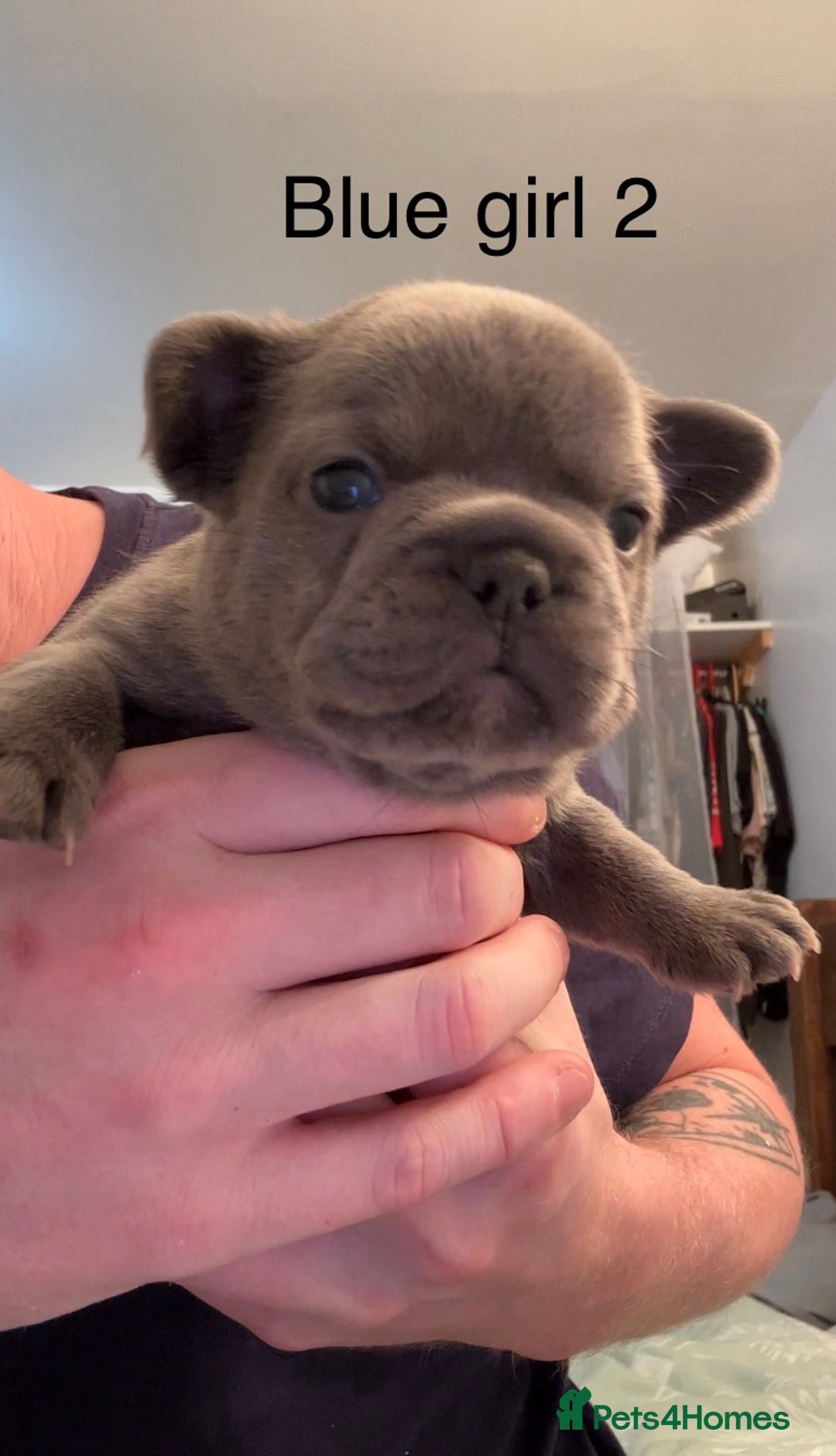 French Bulldog dogs for sale: 4 beautiful blue French bulldogs  - Image 12