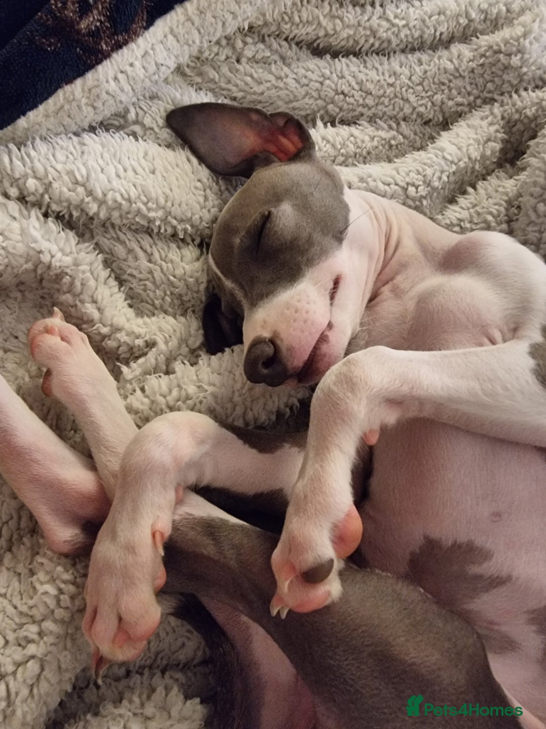 Italian Greyhound dogs for sale: 15 week old Italian Greyhound for sale - Image 2