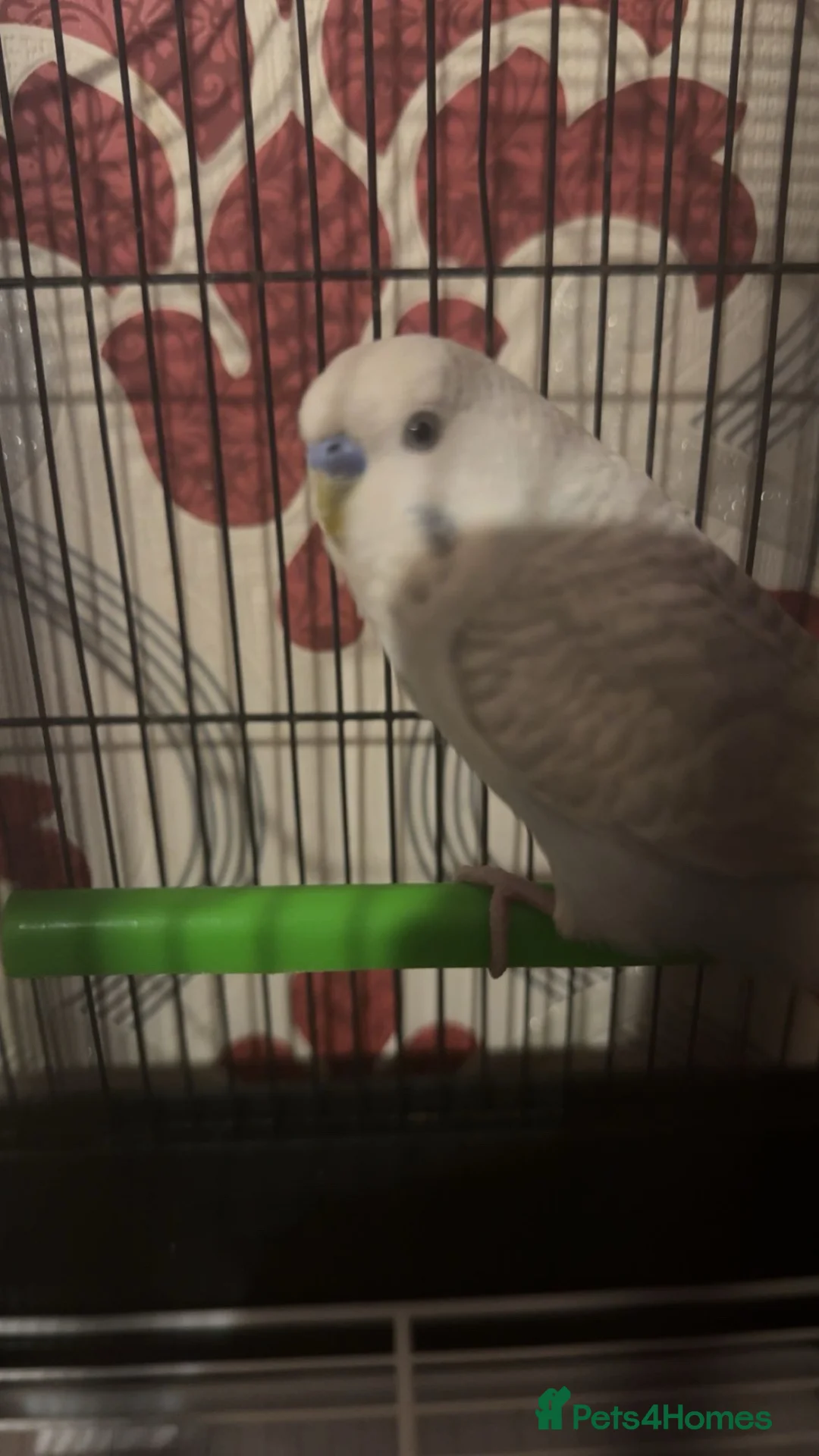 Budgerigars birds for sale: Baby grey budgie - Advert 3