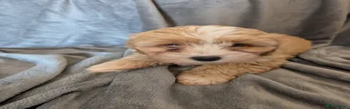 Mixed Breed Puppy 2