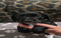 Sprocker dogs for sale: 3 Beautiful Female Sprocker puppies - Image 2