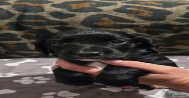 Sprocker dogs - Advert 11