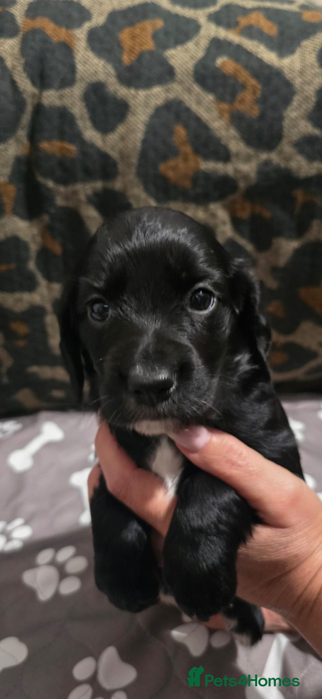 Sprocker dogs for sale: 3 Beautiful Female Sprocker puppies - Image 2