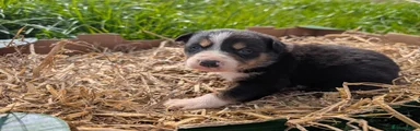 Border Collie Puppy 2