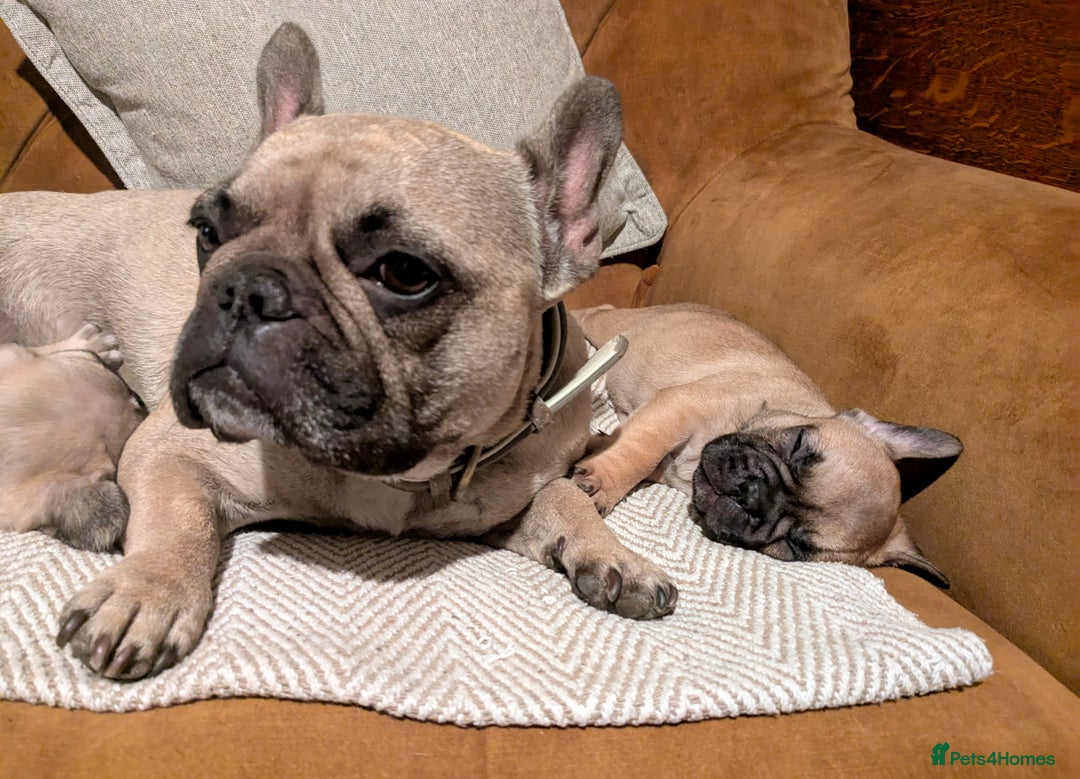 French Bulldog dogs for sale: REDUCED Adorable French Bulldog Puppies  - Image 32
