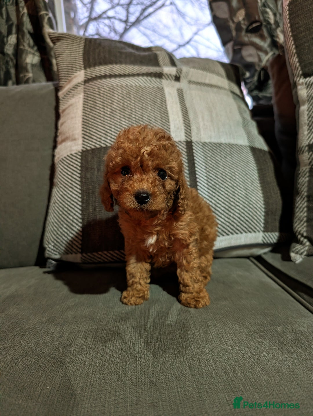 Cockapoo dogs for sale: Red cockapoos - Advert 2