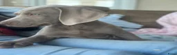Weimaraner dogs for sale: 🐾Ready Now KC REG SILVER WEIMARANER PUPPIES 🐾 - Advert 9