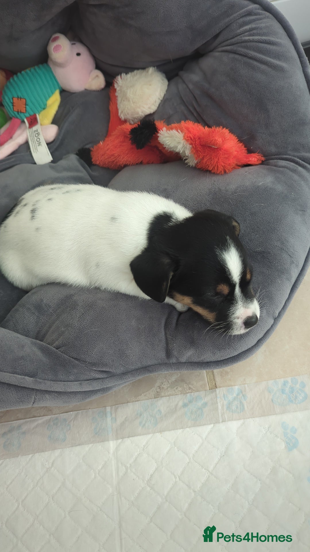 Jack Russell dogs for sale: Beautiful Jack Russell puppies  - Advert 6