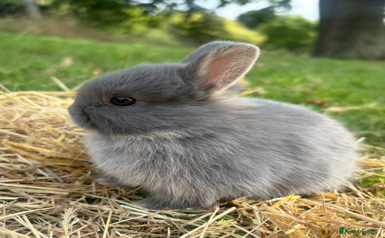 Netherland Dwarf rabbits - Advert 10