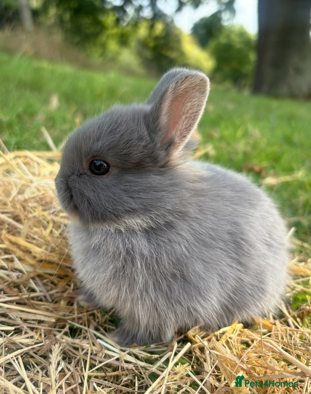 Netherland Dwarf rabbits for sale: Sweet blue Netherland dwarf bunnies  - Image 1