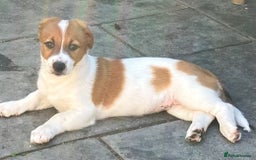 Mixed Breed dogs for sale: Border Jack Cross - Image 4