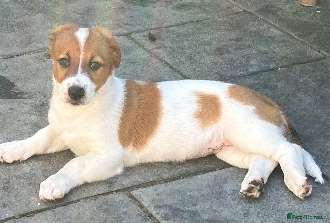 Mixed Breed dogs for sale: Border Jack Cross - Image 4