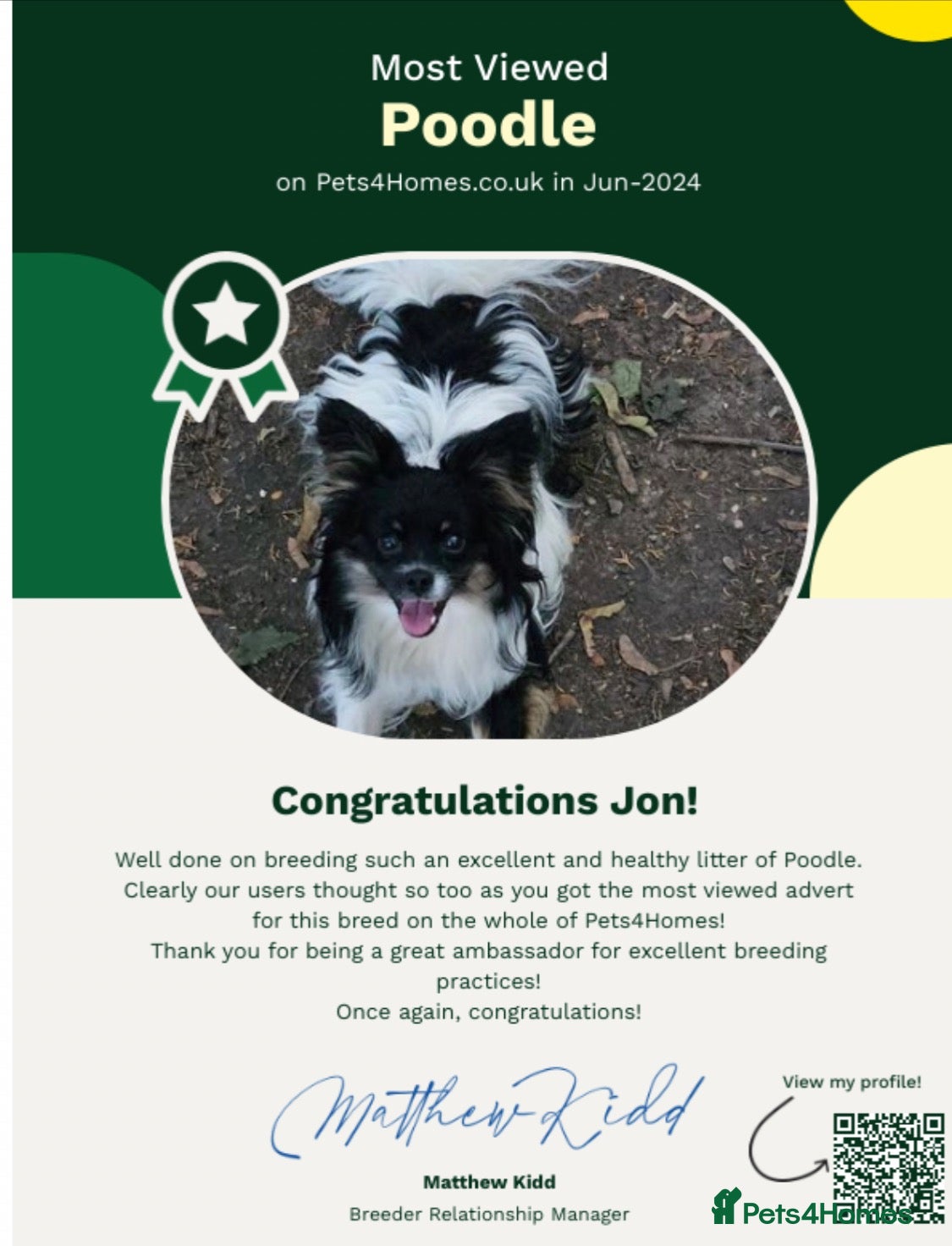 Mixed Breed dogs Poodle / papillon puppies  - Advert 17