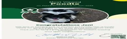 Mixed Breed dogs for sale: Poodle / papillon puppies  in Tonbridge - Advert 9