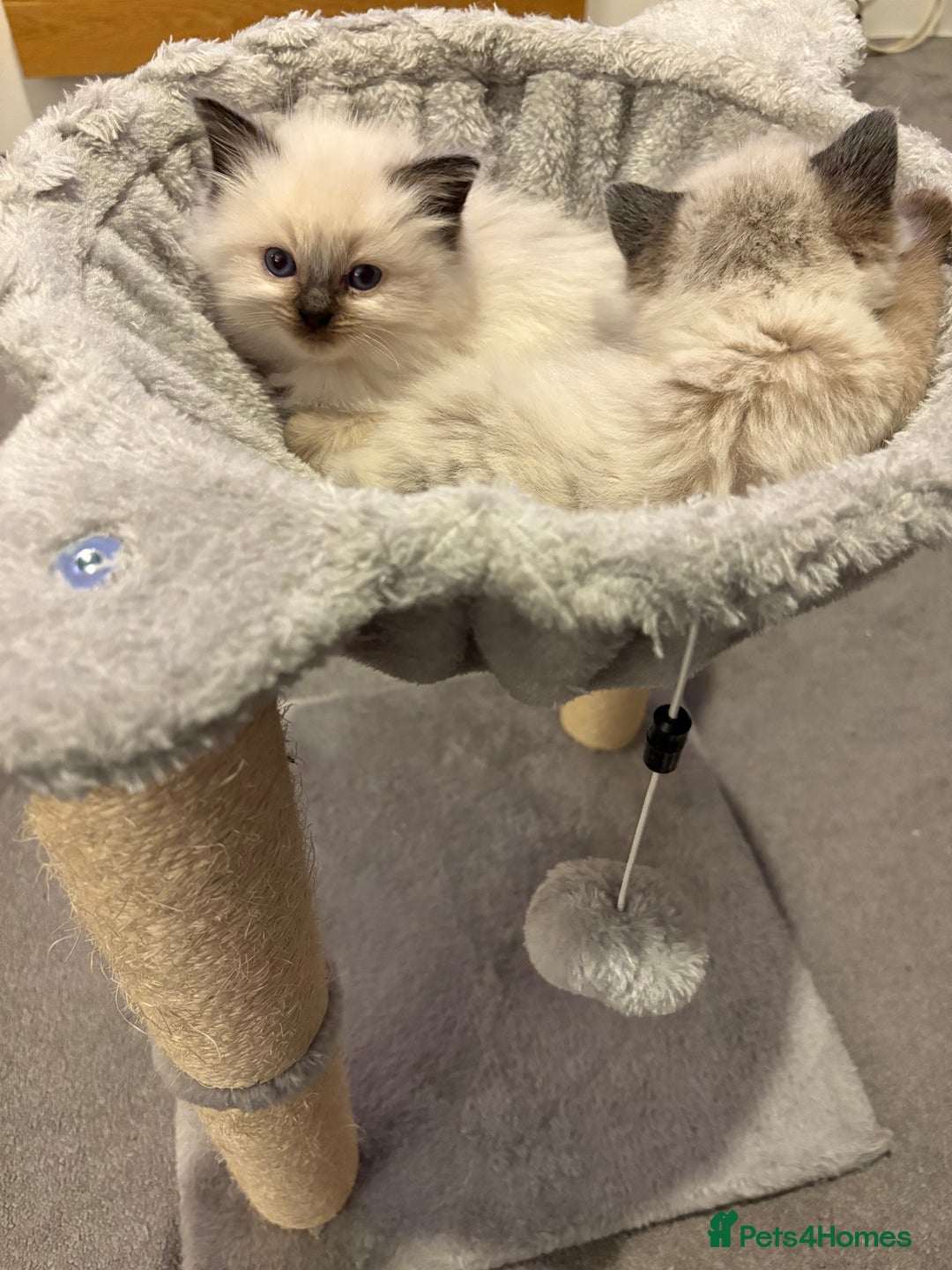 Ragdoll cats for sale: New kittens on the block  - Advert 12