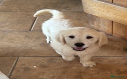 Golden Retriever dogs for sale: Healthy well socialised calm KC puppies - Image 29
