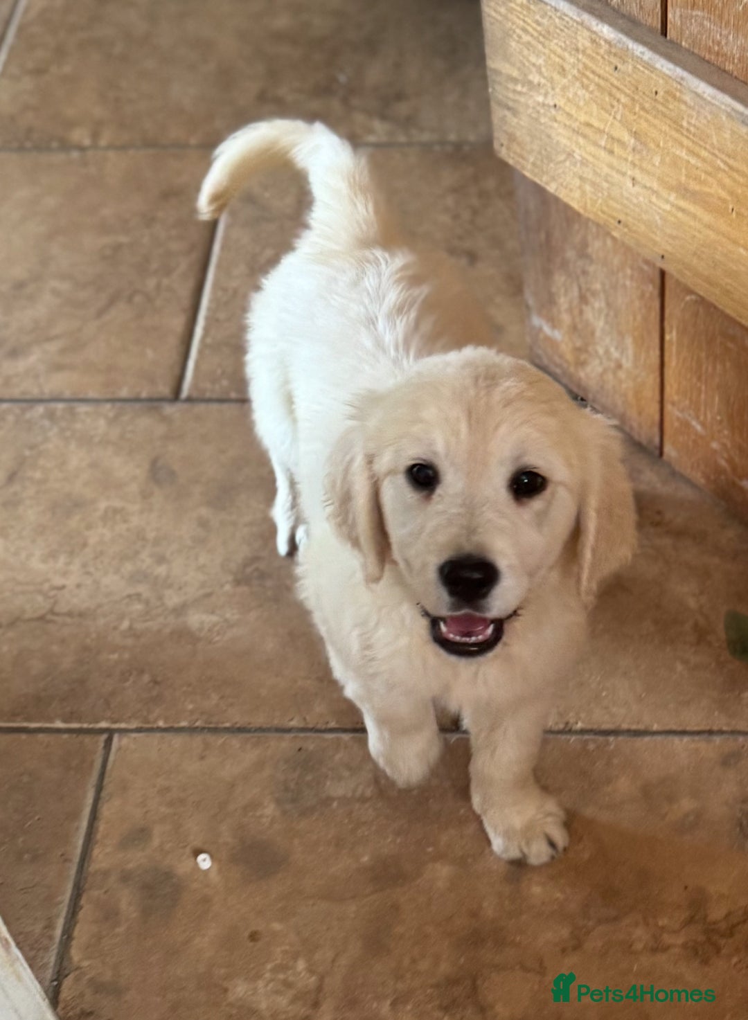 Golden Retriever dogs for sale: Healthy well socialised calm KC puppies - Image 29