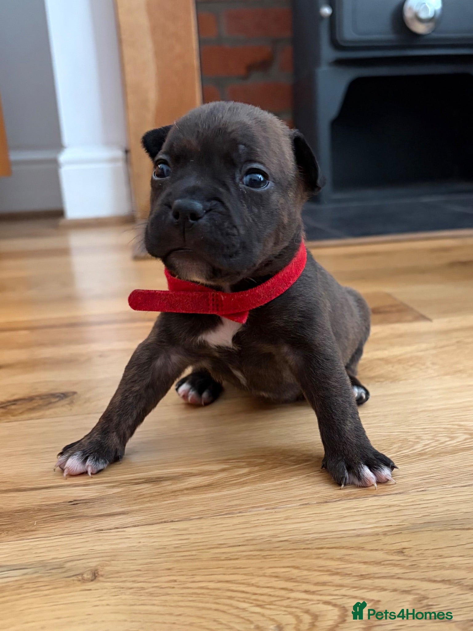 Mixed Breed dogs 7 Beautiful French Bull Dog Puppies  - Advert 13