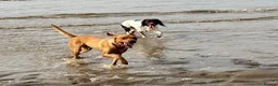 Labrador Retriever dogs for sale: STUNNING FOX RED PUPPIES - Advert 5