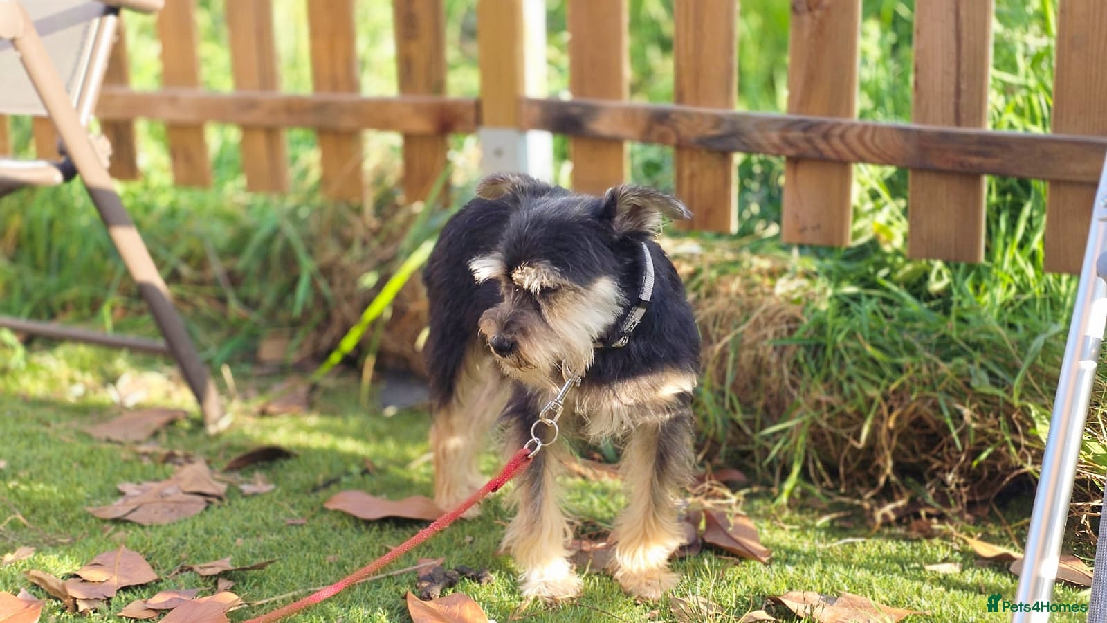 Yorkshire Terrier dogs for adoption: Linda in Holywell - Advert 4