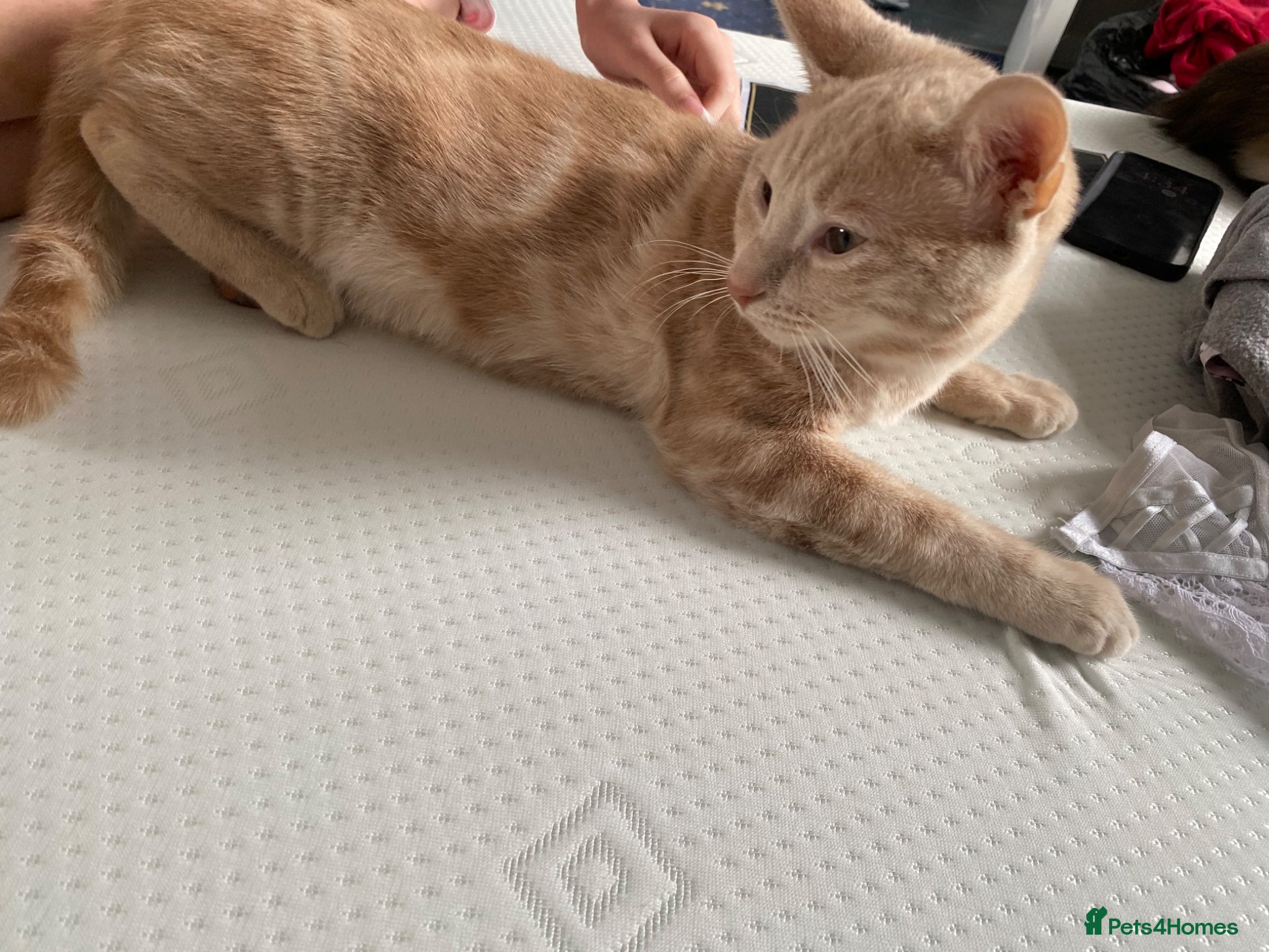 Domestic Shorthair cats Garfield  - Advert 4