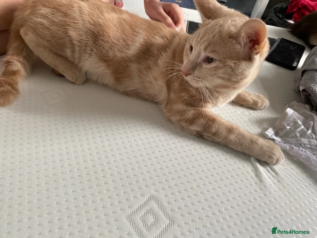 Domestic Shorthair cats for sale: Garfield  in Thornton Heath - Advert 1