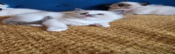 Ragdoll cats for sale: Registered Ragdoll Kittens  - Advert 20