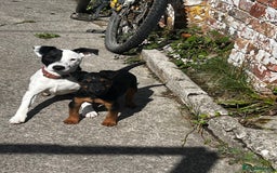Mixed Breed dogs for sale: Jack Russell 8 months old stunning  - Image 5