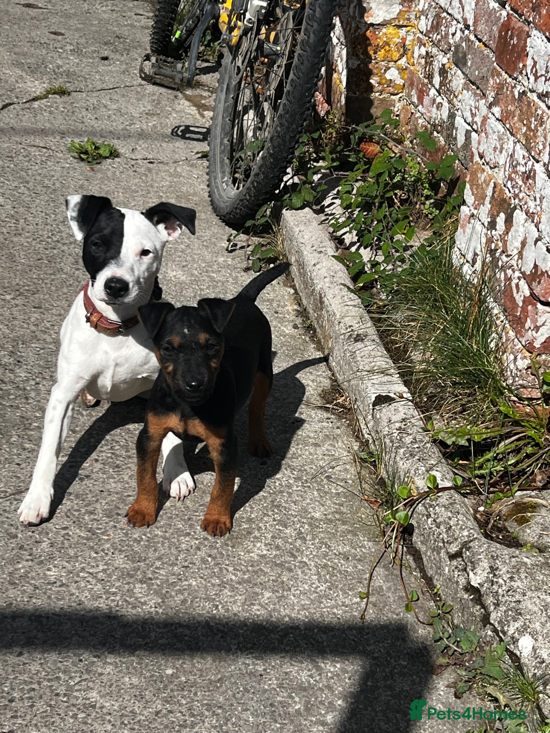 Mixed Breed dogs for sale: Jack Russell 8 months old stunning  - Image 5