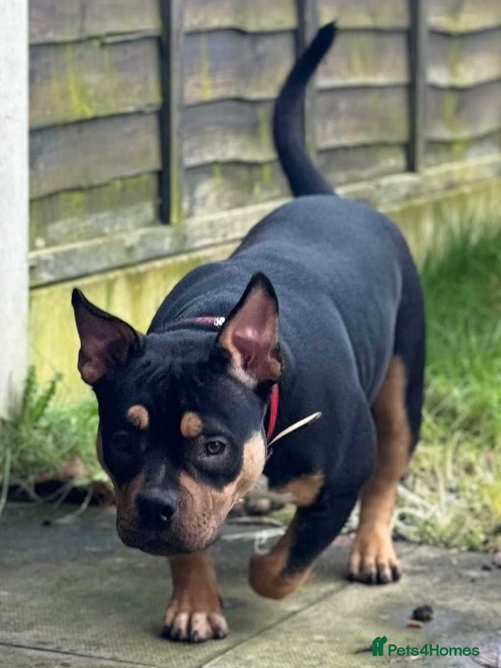 American Bully dogs Abkc Reg Female American Pocket Bully - Advert 19