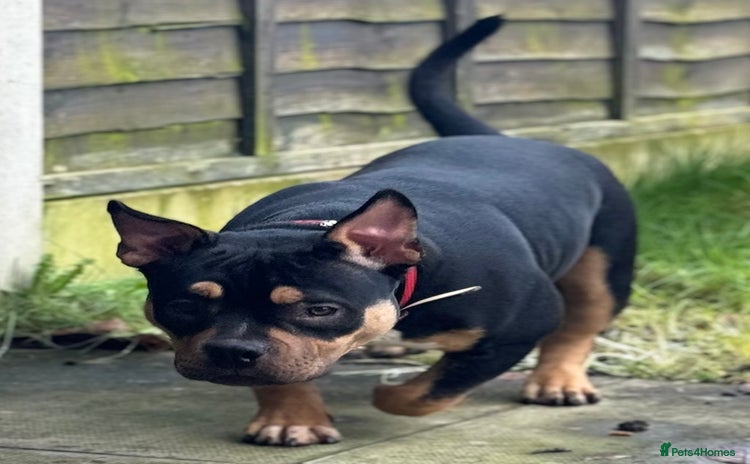 American Bully dogs Abkc Reg Female American Pocket Bully - Advert 2