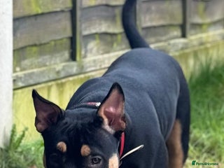 American Bully dogs for sale: Abkc Reg Female American Pocket Bully - Advert 1