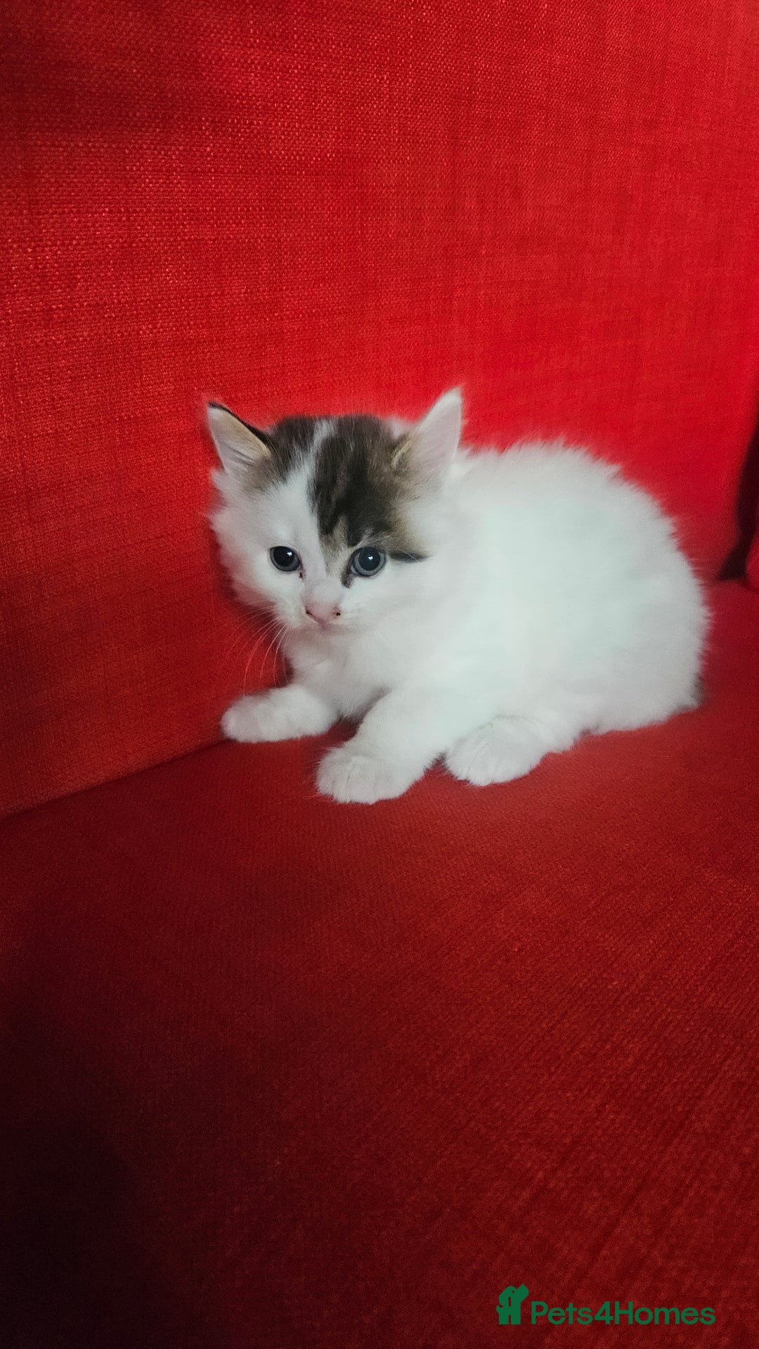 Domestic Shorthair cats for sale: Male and female  - Image 5