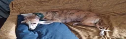 Whippet dogs for sale: KC Registered Whippet Puppies in Cambridge - Advert 1