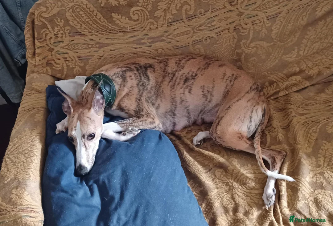 Whippet dogs for sale: KC Registered Whippet Puppies in Cambridge - Advert 1