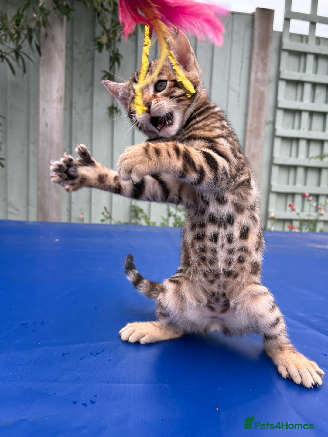 Keetso cats for sale: Rare curled eared rosetted keetso male  - Advert 32