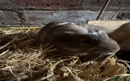 Guinea Pig rodents for sale: Baby Guinea pig very friendly  - Image 2