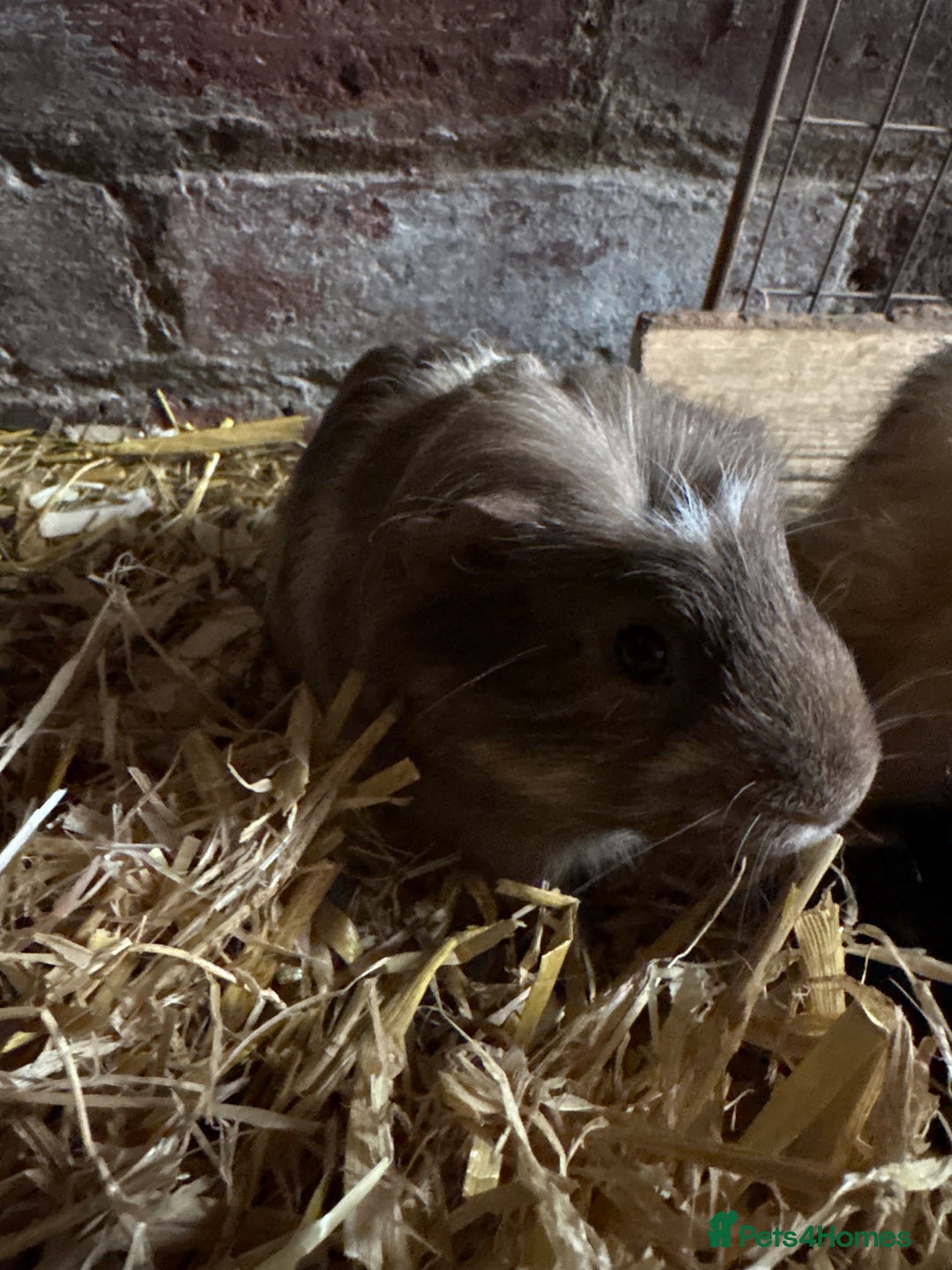 Guinea Pig rodents for sale: Baby Guinea pig very friendly  - Image 2