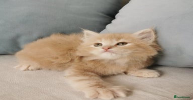 Maine Coon cats - Advert 4