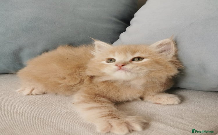 Maine Coon cats - Advert 11