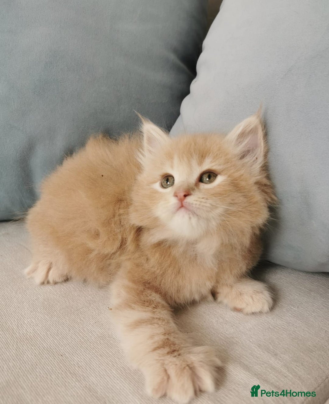 Maine Coon cats for sale: Big Chunky Maine Coon Kittens - Image 1